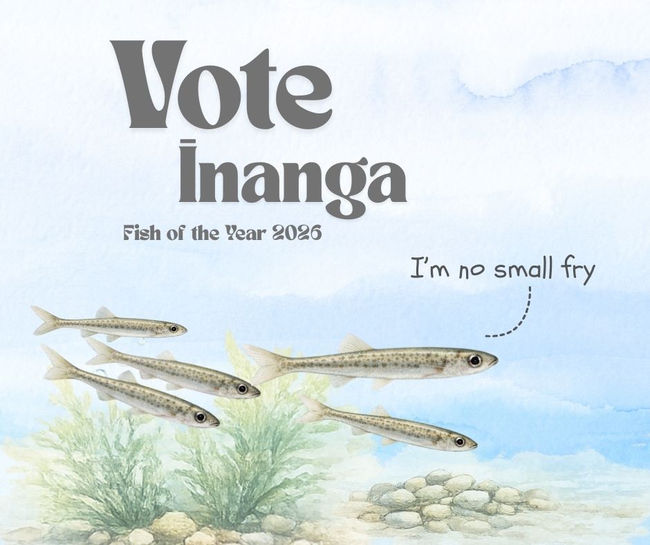 fish-of-the-year-inanga-2-1771985429.jpg